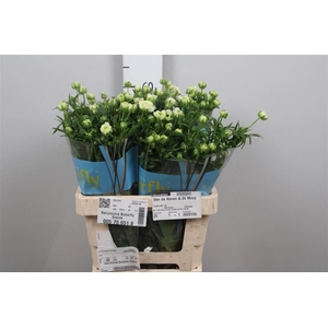 Ran Butterfly Graces