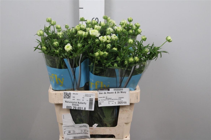 <h4>Ran Butterfly Graces</h4>