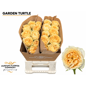 Rosa Garden Turtle