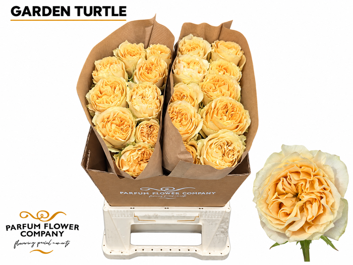 <h4>Rosa Garden Turtle</h4>