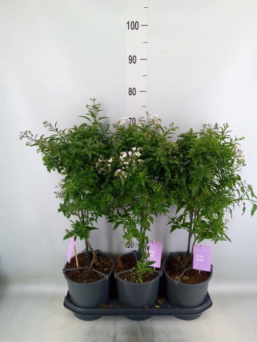 <h4>Solanum jasminoides</h4>