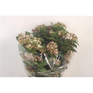 Viburnum Macro White Per Bunch