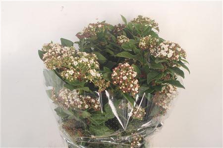 <h4>Viburnum Macro White Per Bunch</h4>