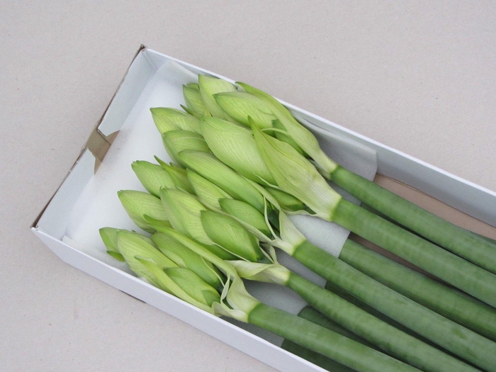 <h4>HIPP GA HIMALAYA</h4>