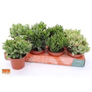 Crassula Mixed 12Ø 17cm