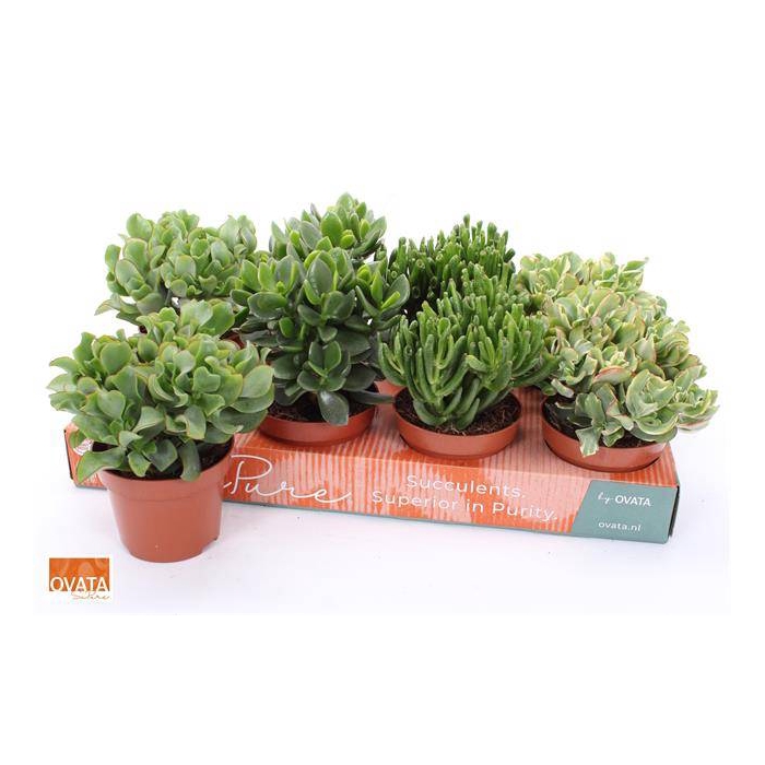 <h4>Crassula Mixed 12Ø 17cm</h4>