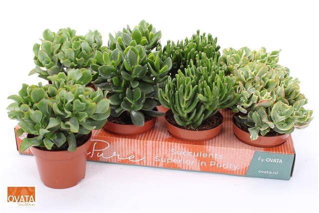 Crassula Mixed 12Ø 17cm