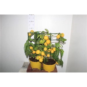 Citr Meyeri Meyer 6+