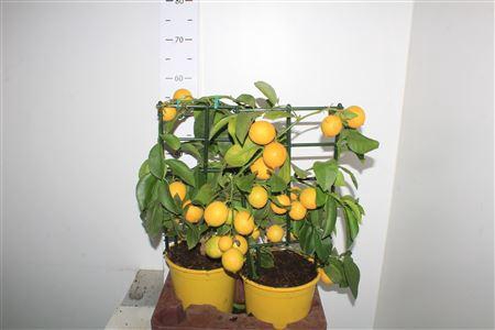 <h4>Citr Meyeri Meyer 6+</h4>