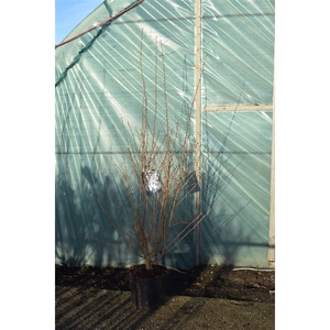 Prunus xcistena str