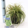 Carex Evercolor Eversheen
