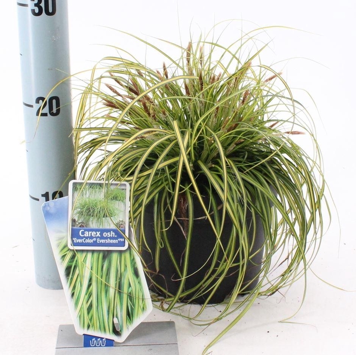 Carex Evercolor Eversheen