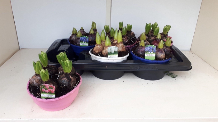 <h4>HYACIN GEM 3 KL</h4>