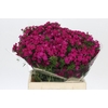 Dianthus Br Amazon Neon Cherry