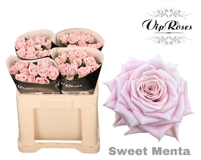<h4>R KL SWEET MENTA</h4>