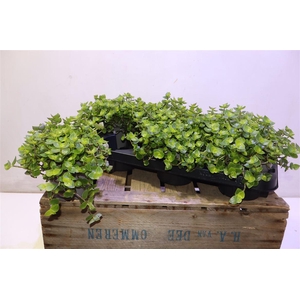 arr8 Callisia Repens