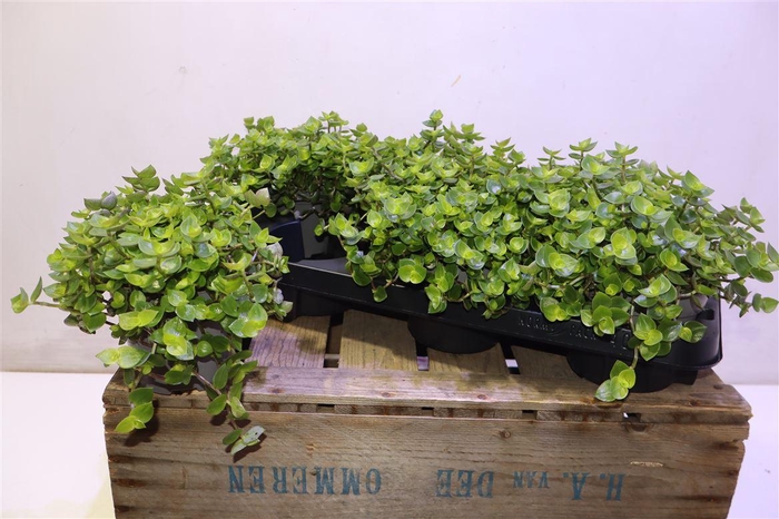 <h4>Callisia Repens</h4>