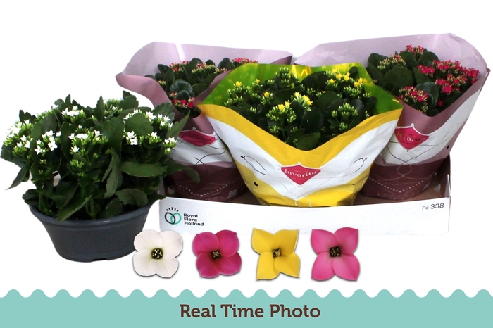 <h4>KAL EN GEM 4 KL</h4>