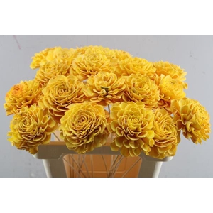 Droog Dahlia Yellow 10 Cm