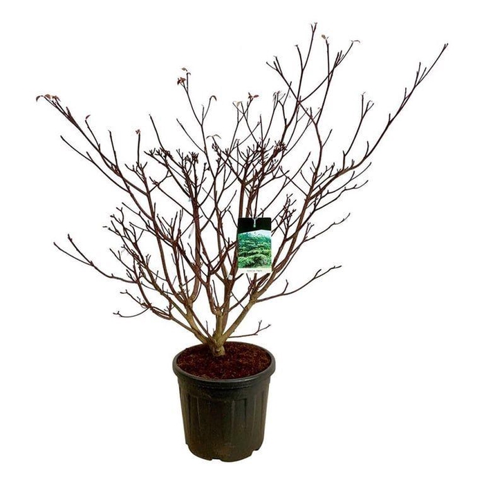<h4>Cornus controversa 'Pagoda'</h4>