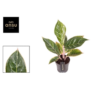 Aglaonema Jungle Shadows