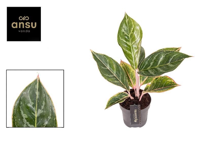 Aglaonema Jungle Shadows