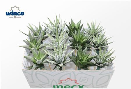 Haworthia Mix (mecx Flowers) Mecx-emmer 8cm