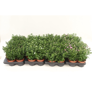 Aster Starletta Mix Layer