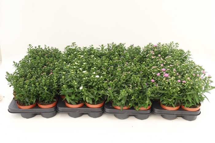 <h4>Aster Starletta Mix Layer</h4>