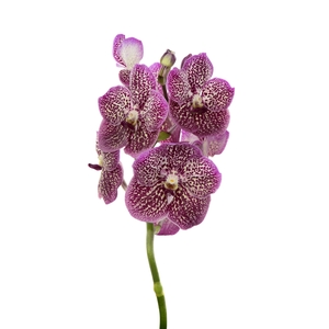 Vanda French Rose Spot