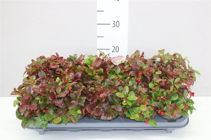 <h4>Gaultheria Procumb</h4>