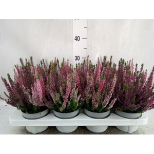 Calluna vulg. 'Beauty L WB Wonder'