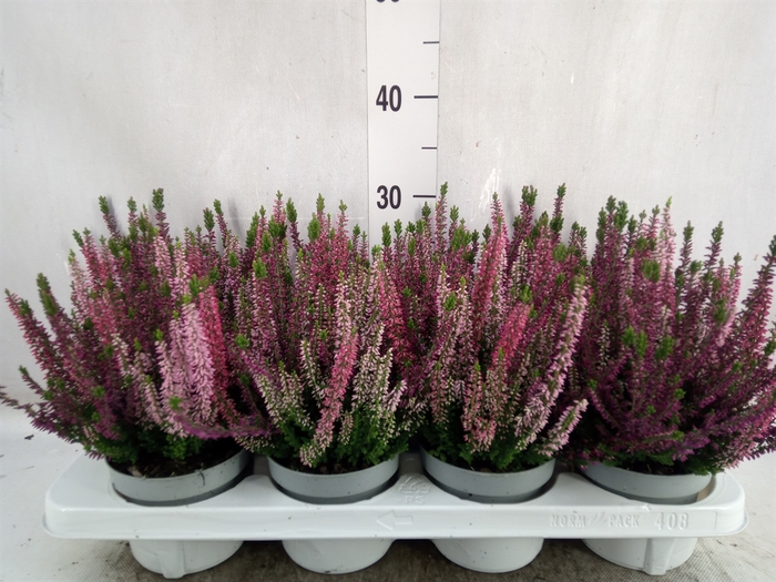 Calluna vulg. 'Beauty L WB Wonder'