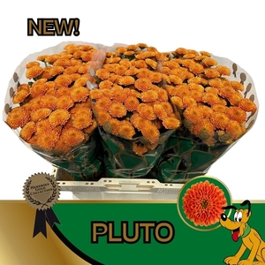 CHR S PLUTO