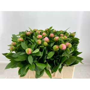 PAEO S SALMON SAUCER