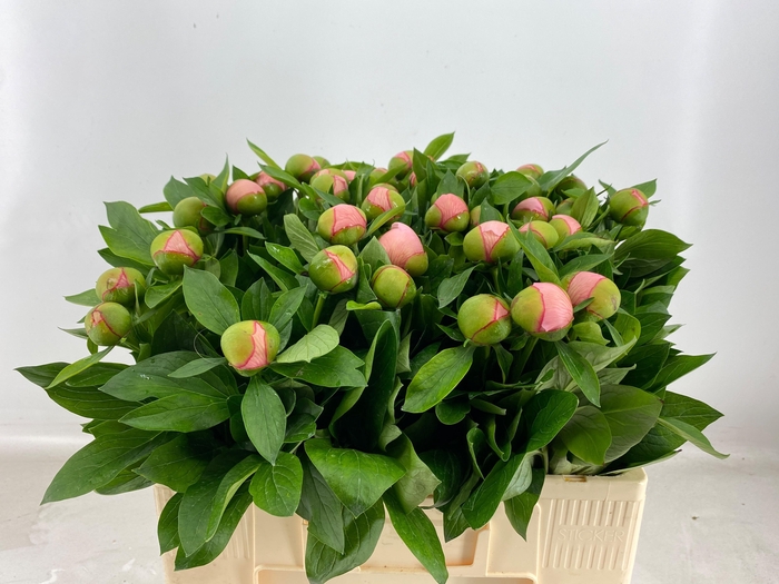 <h4>PAEO S SALMON SAUCER</h4>