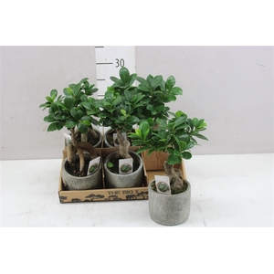 Ficus Ginseng Big 5 Keramiek