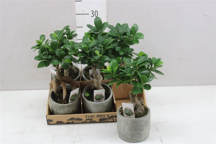 <h4>Ficus Ginseng Big 5 Keramiek</h4>