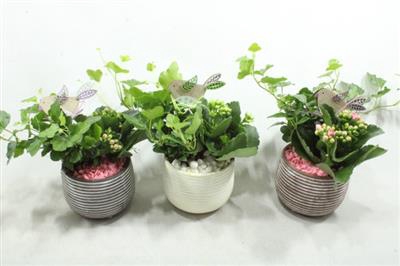 <h4>1027 Streep Ker MIX</h4>