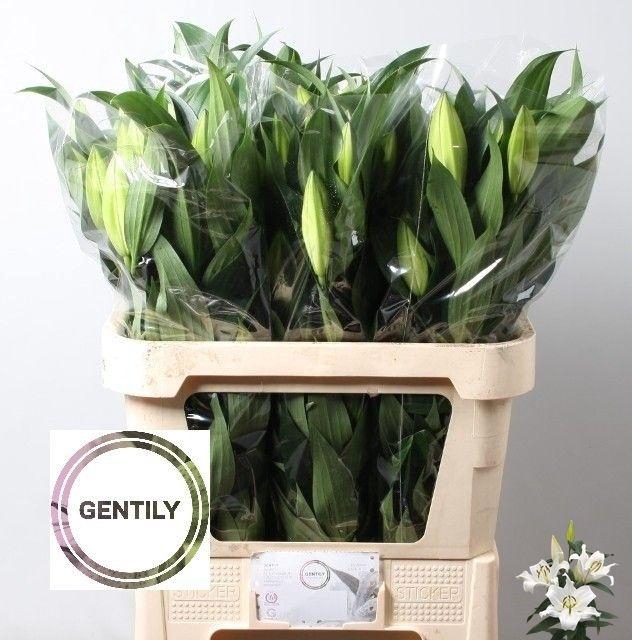 <h4>LI OT ZAMBESI</h4>