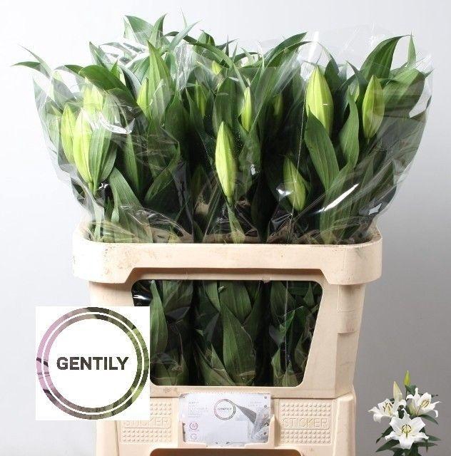 <h4>LI OT ZAMBESI</h4>