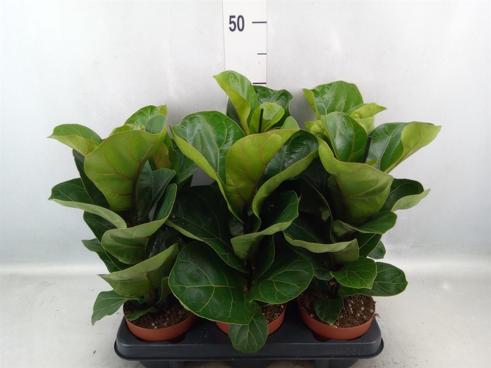 <h4>Ficus lyrata 'Bambino'</h4>