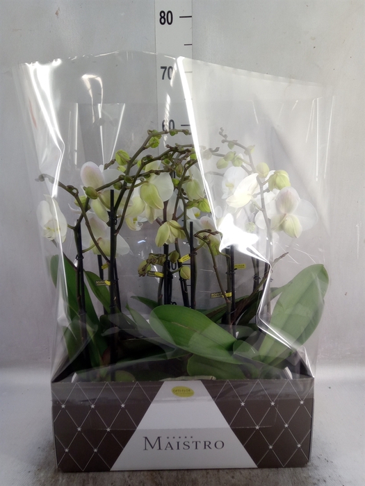 <h4>Phalaenopsis   ...white</h4>