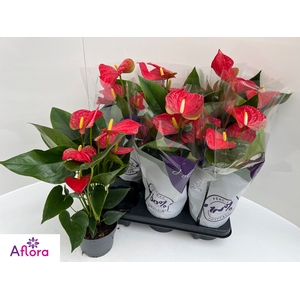ANTHU AN BAMBINO RED