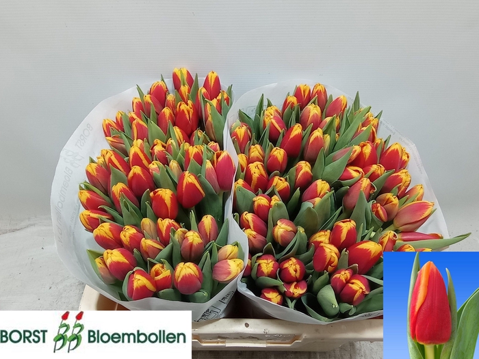 <h4>TU EN SPIRIT</h4>