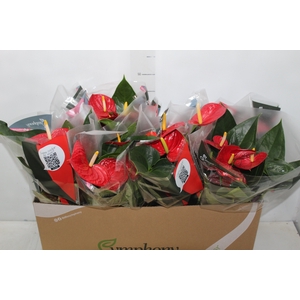 ANTHURIUM RED SUCCESS P15