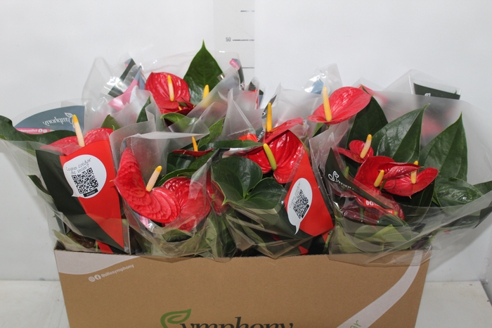 <h4>ANTHURIUM RED SUCCESS P15</h4>