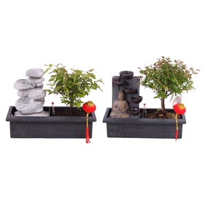 Bonsai Mixed in ø29cm Easy Care Waterfall Buddha Ball Shape