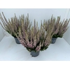Calluna Beauty Ladies pink