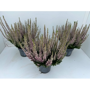 Calluna Beauty Ladies pink